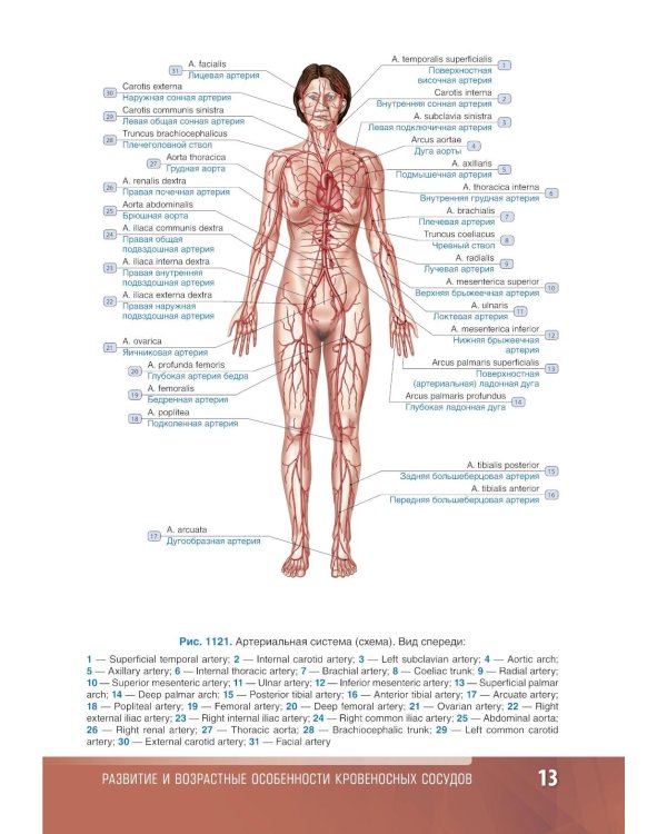 Анатомия человека: атлас: Учебное пособие. В 3 т. Т. 3