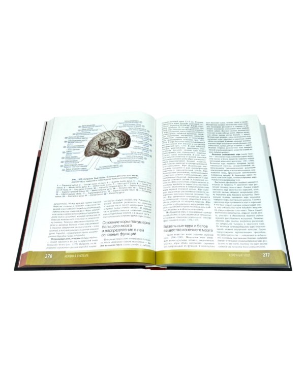 Анатомия человека: атлас: Учебное пособие. В 3 т. Т. 3