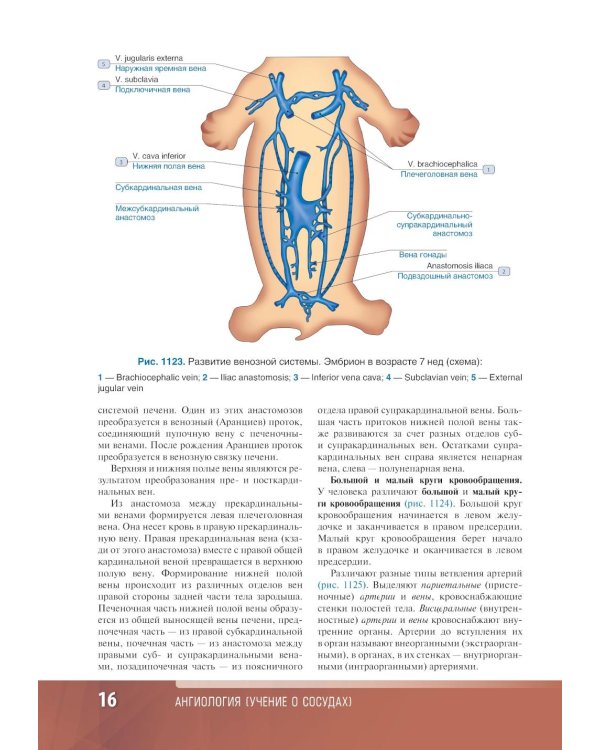 Анатомия человека: атлас: Учебное пособие. В 3 т. Т. 3