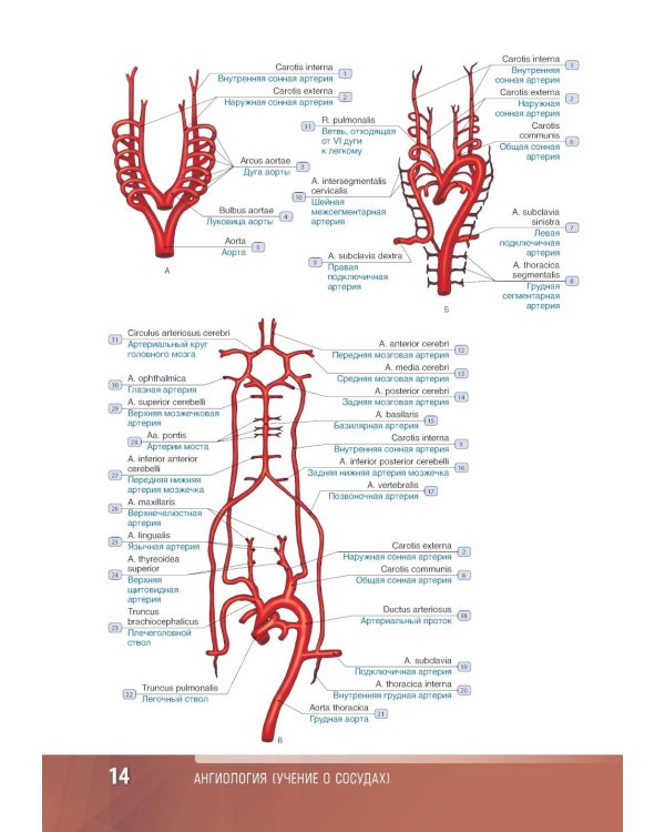 Анатомия человека: атлас: Учебное пособие. В 3 т. Т. 3