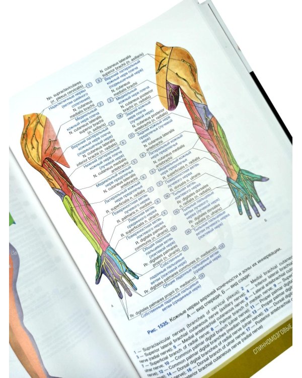 Анатомия человека: атлас: Учебное пособие. В 3 т. Т. 3