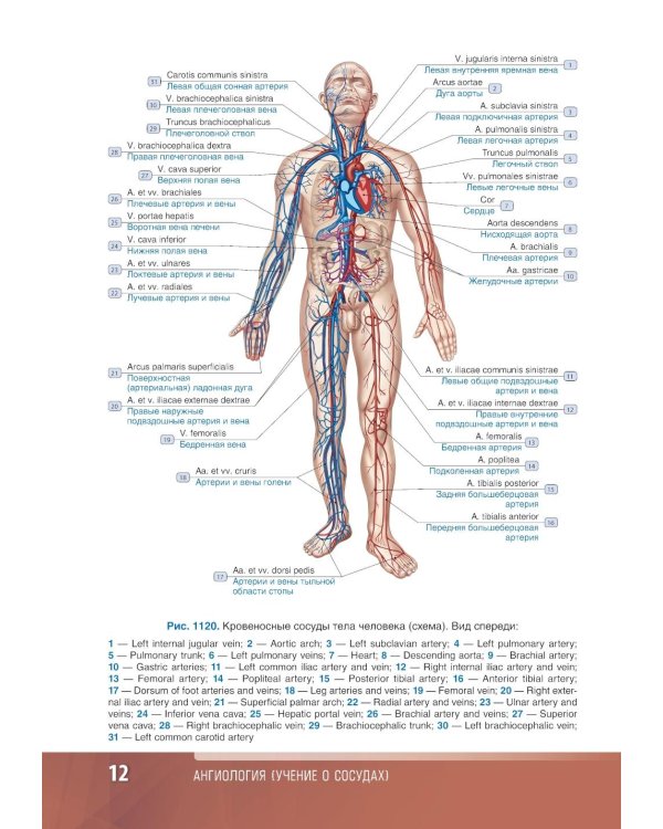 Анатомия человека: атлас: Учебное пособие. В 3 т. Т. 3