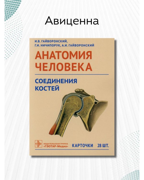 Дополнительное изображение книги «Анатомия человека. Соединения костей. Карточки. Наглядное учебное пособие»