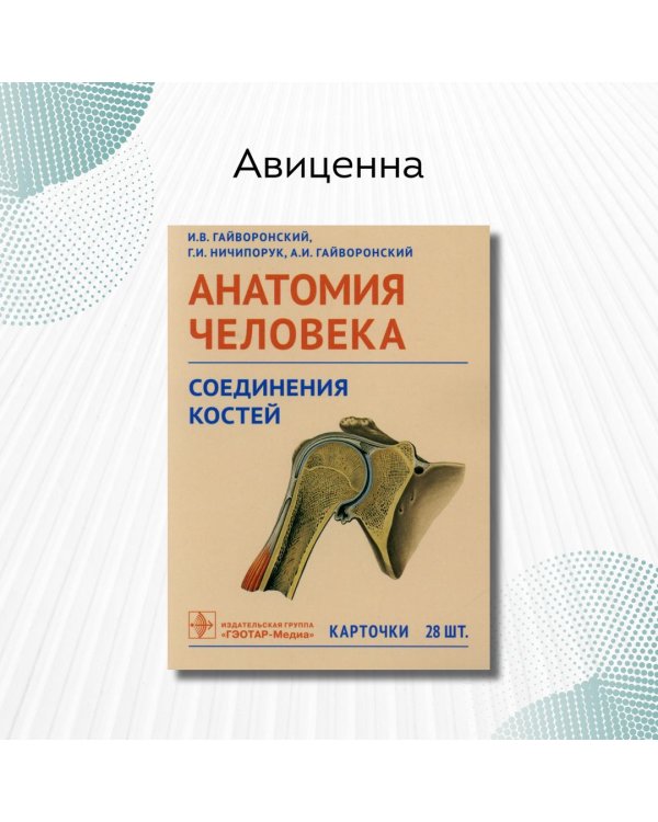 Дополнительное изображение книги «Анатомия человека. Соединения костей. Карточки. Наглядное учебное пособие»