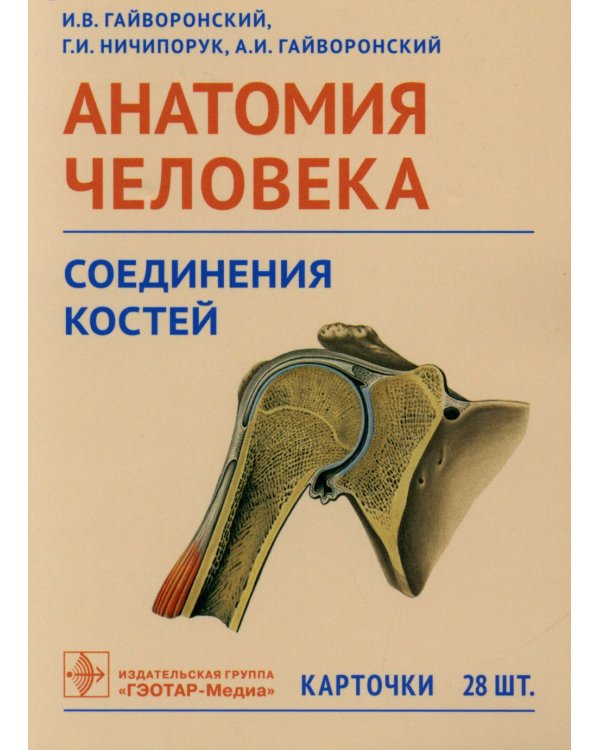 Дополнительное изображение книги «Анатомия человека. Соединения костей. Карточки. Наглядное учебное пособие»
