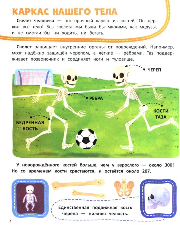 Тело человека: книжка со стикерами