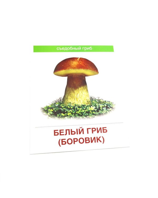 Грибы. 16 демонстрационных картинок с текстом на обороте