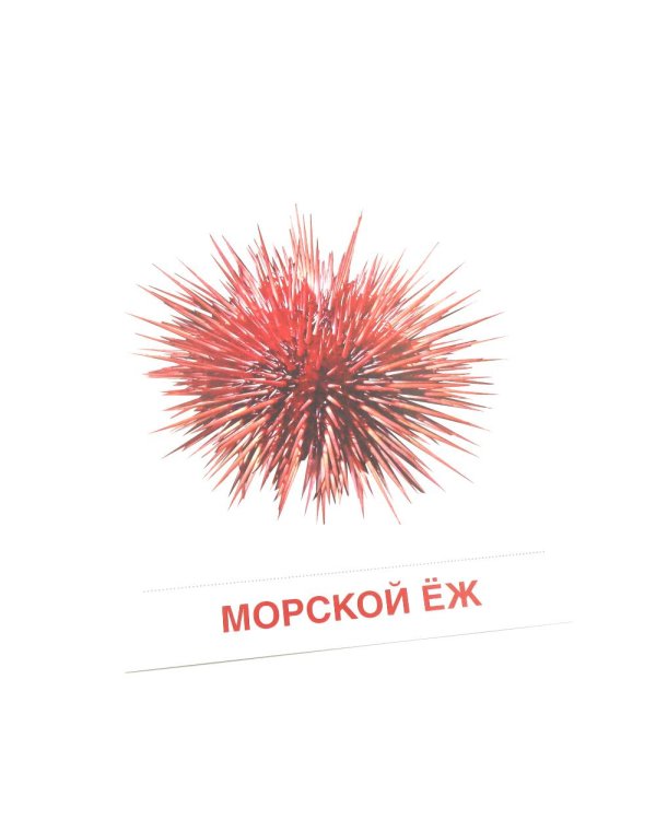 Мир морей и океанов. 16 демонстрационных картинок с текстом на обороте
