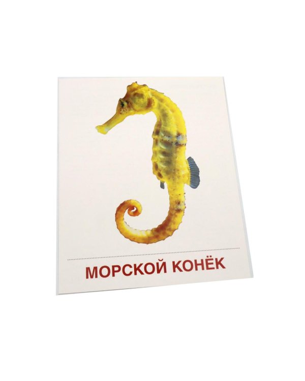 Мир морей и океанов. 16 демонстрационных картинок с текстом на обороте