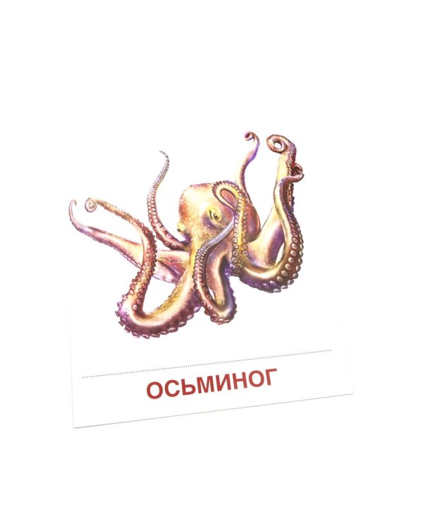 Мир морей и океанов. 16 демонстрационных картинок с текстом на обороте
