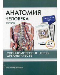 Анатомия человека: карточки. (47 шт). Спинномозговые нервы. Органы чувств