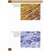 Судебно-медицинская гистология: иллюстрированный алгоритм судебно-гистологического исследования