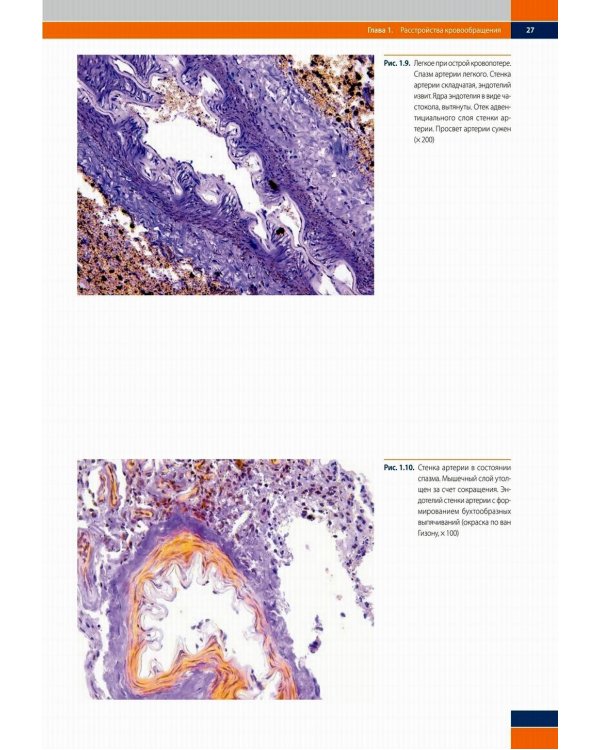 Судебно-медицинская гистология: иллюстрированный алгоритм судебно-гистологического исследования