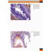 Судебно-медицинская гистология: иллюстрированный алгоритм судебно-гистологического исследования