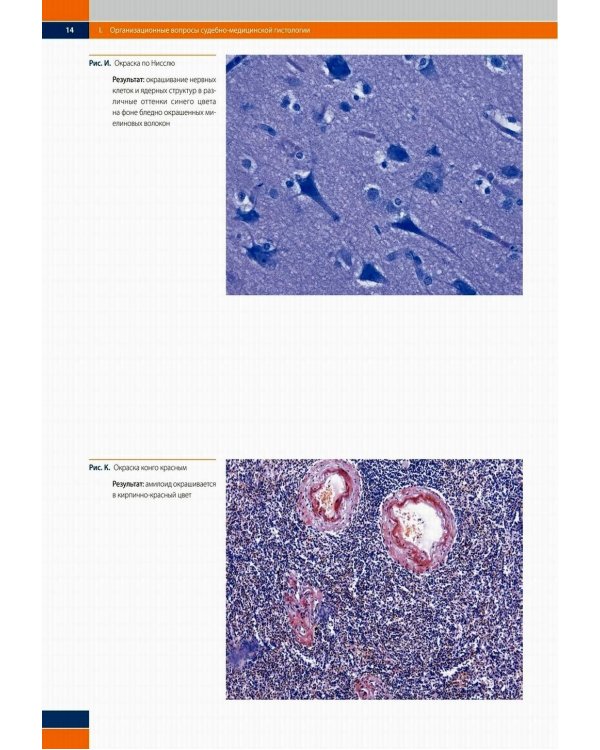 Судебно-медицинская гистология: иллюстрированный алгоритм судебно-гистологического исследования