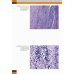 Судебно-медицинская гистология: иллюстрированный алгоритм судебно-гистологического исследования