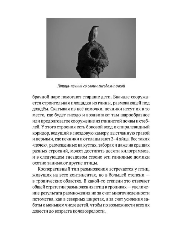 Пернатые многоженцы: Любовь, браки, измены и разводы в мире птиц