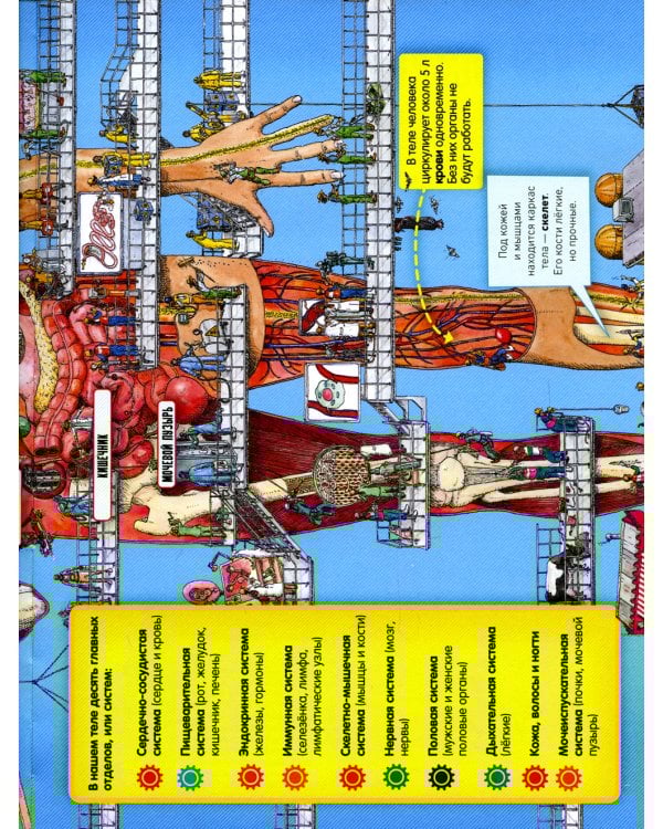 Невероятное тело человека. Как устроен организм внутри