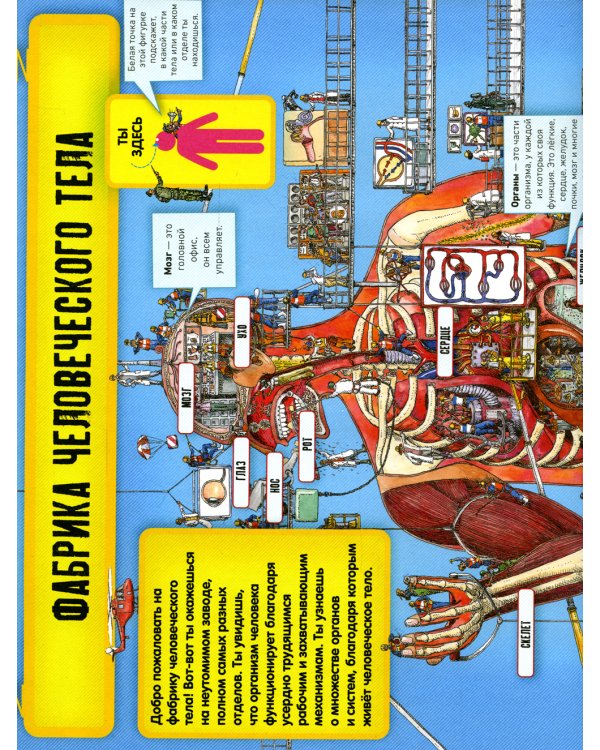 Невероятное тело человека. Как устроен организм внутри