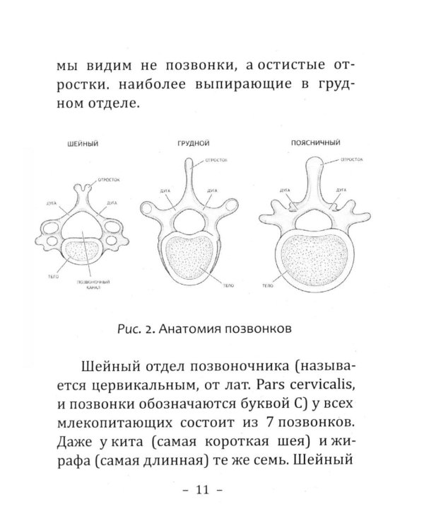 Дополнительное изображение книги «Боль в спине: причины, лечение и профилактика. Советы мануального терапевта»