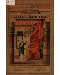Строение человеческого тела