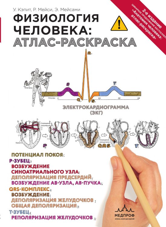 Физиология человека: атлас-раскраска Обложка книги «Физиология человека: атлас-раскраска» — Уинн Кэпит; Роберт Мейси; Эсмаил Мейсами, ISBN 9785042416484