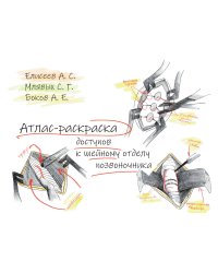 Атлас-раскраска доступов к шейному отделу позвоночника