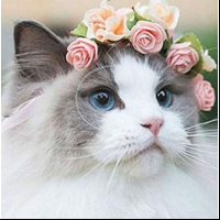 Набор для творчества мозаика из кристаллов-страз Леди-Кошка: кристаллы 30 цветов (акрил), холст на подрамнике из МДФ с клеевой схемой из нетканого материала (полиэфирные волокна), стилус (полипропилен), силиконовый клей для стилуса, лоток для кристаллов (