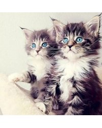 Набор для творчества мозаика из кристаллов-страз Пушистые Хвостики: кристаллы 30 цветов (акрил), холст с клеевой схемой из нетканого материала (полиэфирные волокна), стилус (полипропилен), силиконовый клей для стилуса, лоток для кристаллов (полипропилен).