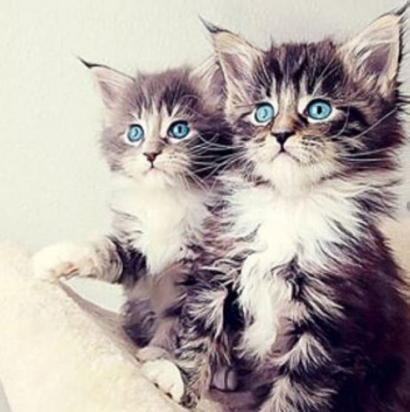 Набор для творчества мозаика из кристаллов-страз Пушистые Хвостики: кристаллы 30 цветов (акрил), холст с клеевой схемой из нетканого материала (полиэфирные волокна), стилус (полипропилен), силиконовый клей для стилуса, лоток для кристаллов (полипропилен).