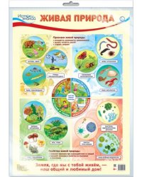 Демонстрационный плакат А2 Живая природа в индивидуальной упаковке с европодвесом и клеевым клапаном