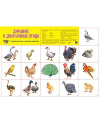 Демонстрационный плакат СУПЕР А2 Домашние и декоративные птицы