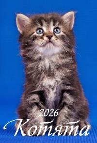 Котята Котята