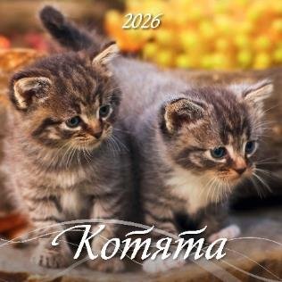 Котята Котята