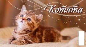 Котята Котята