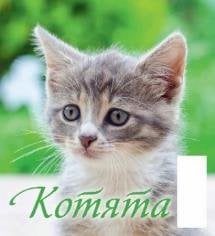 Котята