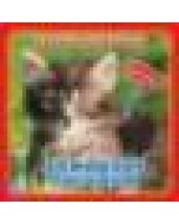 Домашние питомцы Дружинина карт. книга 3 разв. с 4 тактил. эл-тами 120х120мм Умка в кор.144шт