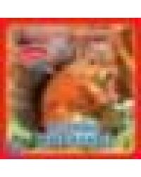 Лесные животные Степанов В.А. карт. книга 3 разв. с 4 тактил. эл-тами 120х120мм Умка в кор.144шт