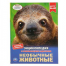 Необычные животные. Энциклопедия А4 с развивающими заданиями. 197х255мм. 48 стр. Умка в кор.15шт