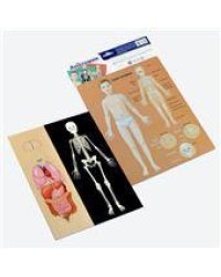 Игра магнитная Анатомия Магнитные истории европодвес