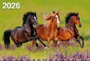 Год Лошади. Вид 5