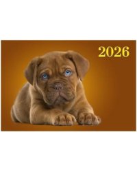 Забавный щенок