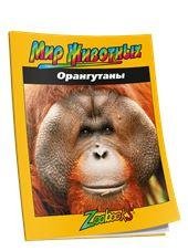 Орангутаны