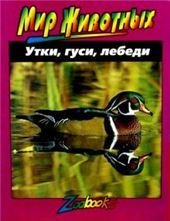 Утки, гуси, лебеди