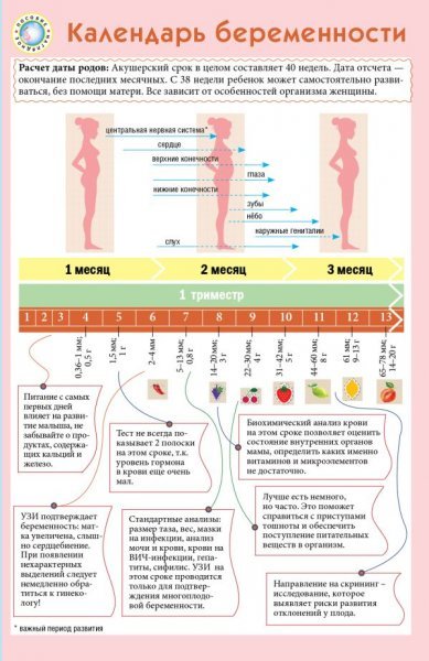 Календарь беременности