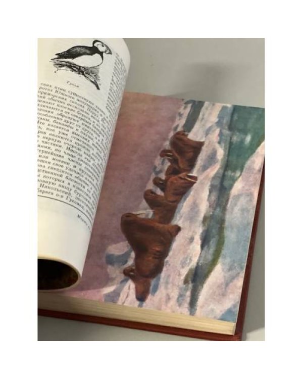 Дополнительное изображение книги «Животный мир и природа СССР»