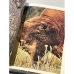 Дополнительное изображение книги «Тебердинский заповедник»