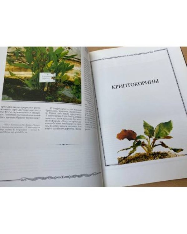  Аквариумный сад