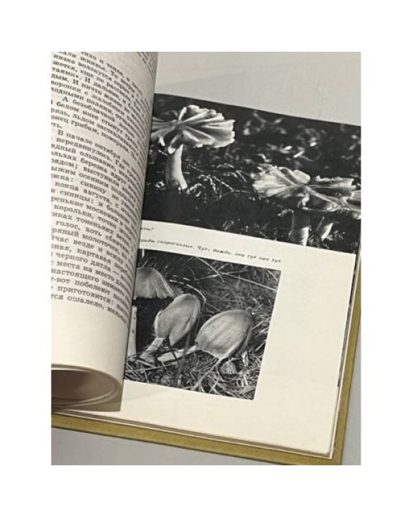 Дополнительное изображение книги «Лесные дива »
