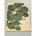 Обложка книги «Лещина» — Автор не указан